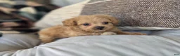Shihpoo dogs for sale: Cody - Ad 7