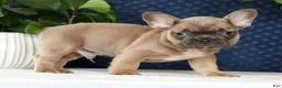 French Bulldog dogs for sale: Hunter - Ad 1