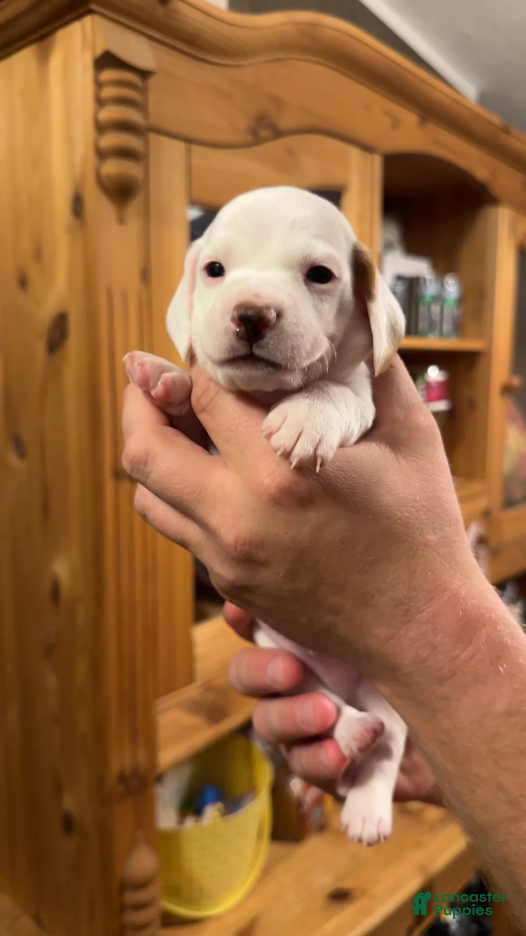 Miniature Dachshund dogs for sale: Miniature Dachshund Puppy 1 - Ad 1