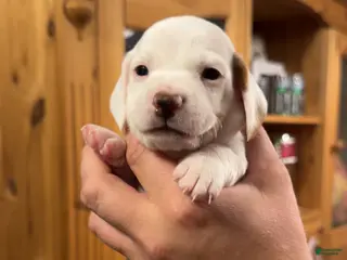 Miniature Dachshund dogs Miniature Dachshund Puppy 1 - Ad 23