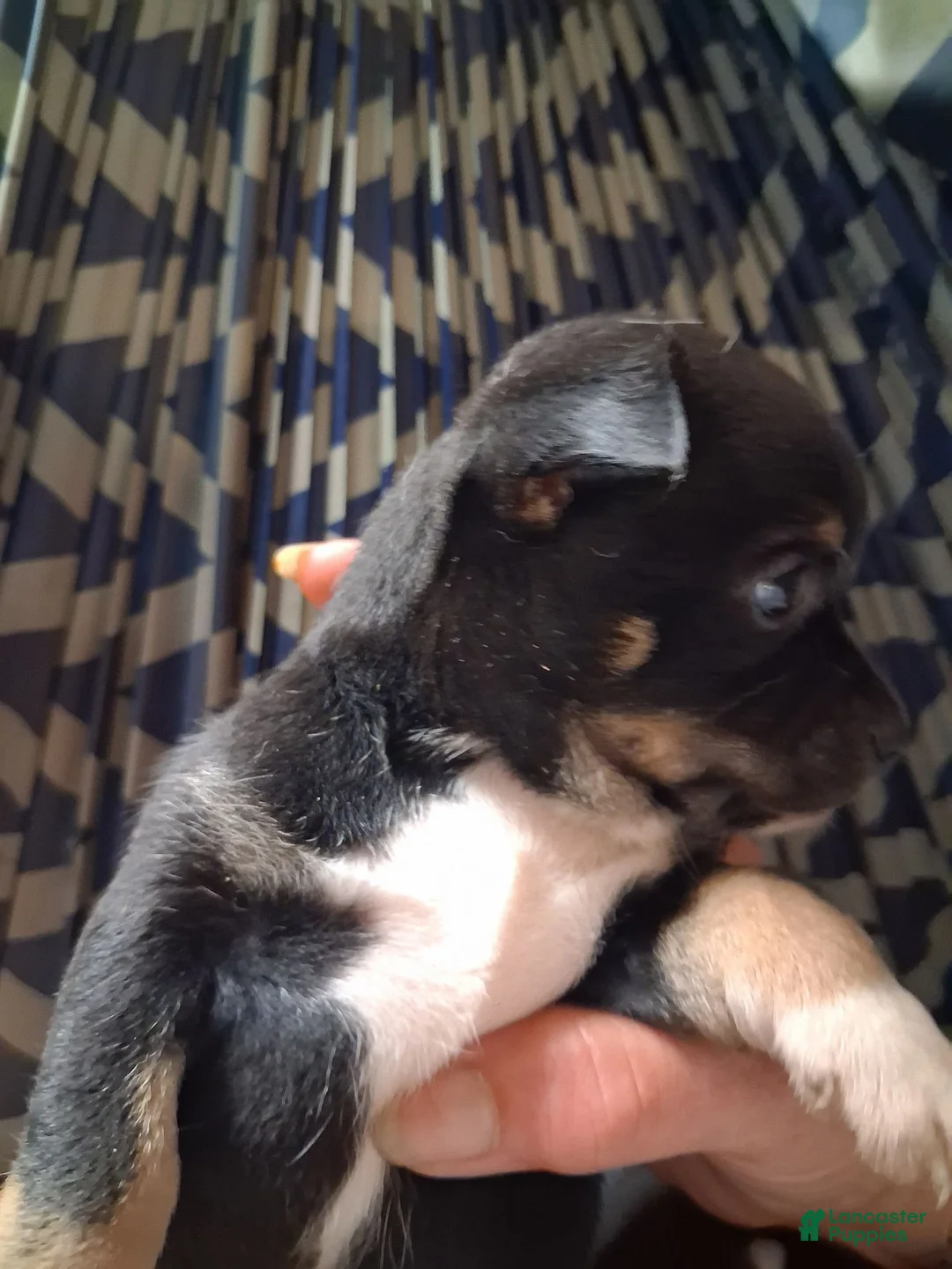 Chihuahua dogs for sale: Bella - Ad 2