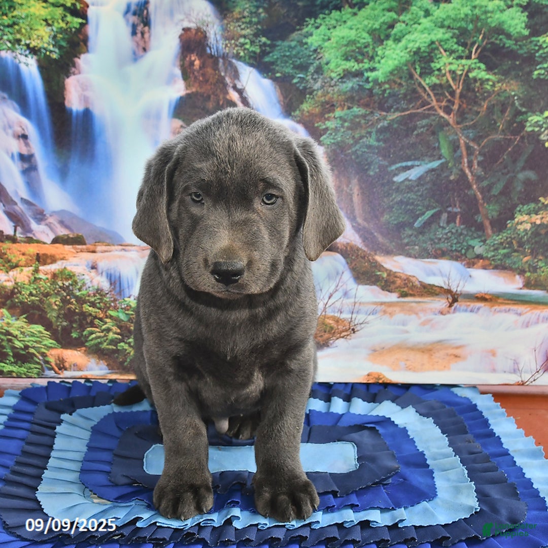 Labrador Retriever dogs for sale: Cash - Ad 18