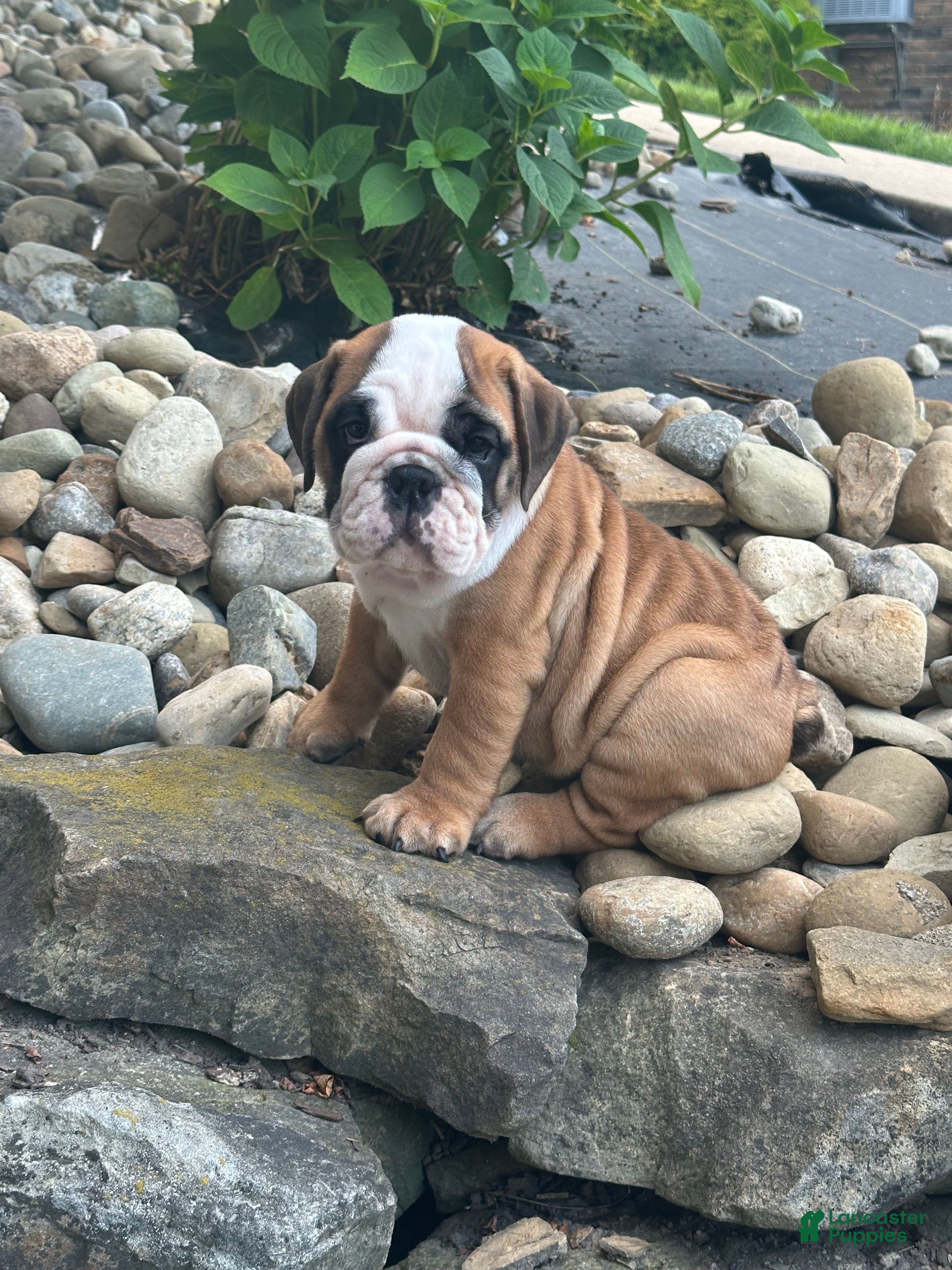 English Bulldog dogs Karl - Ad 1