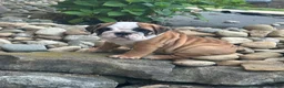 English Bulldog dogs for sale: Karl - Ad 1