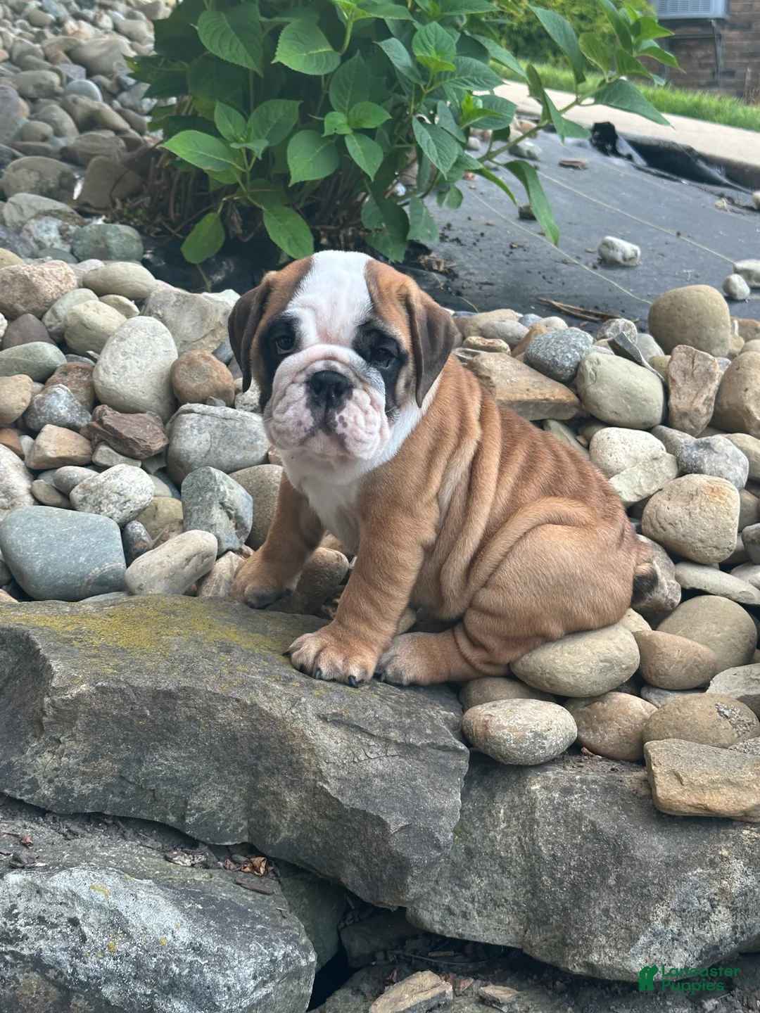 English Bulldog dogs for sale: Karl - Ad 1