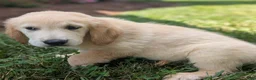 Golden Retriever dogs for sale: Cotton Candy - Ad 4