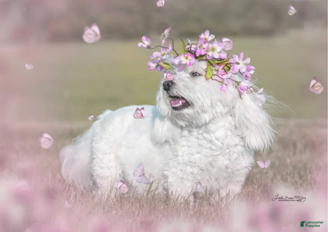 Coton De Tulear dogs for sale: Coton De Tulear Puppy 2 melvin - Ad 6