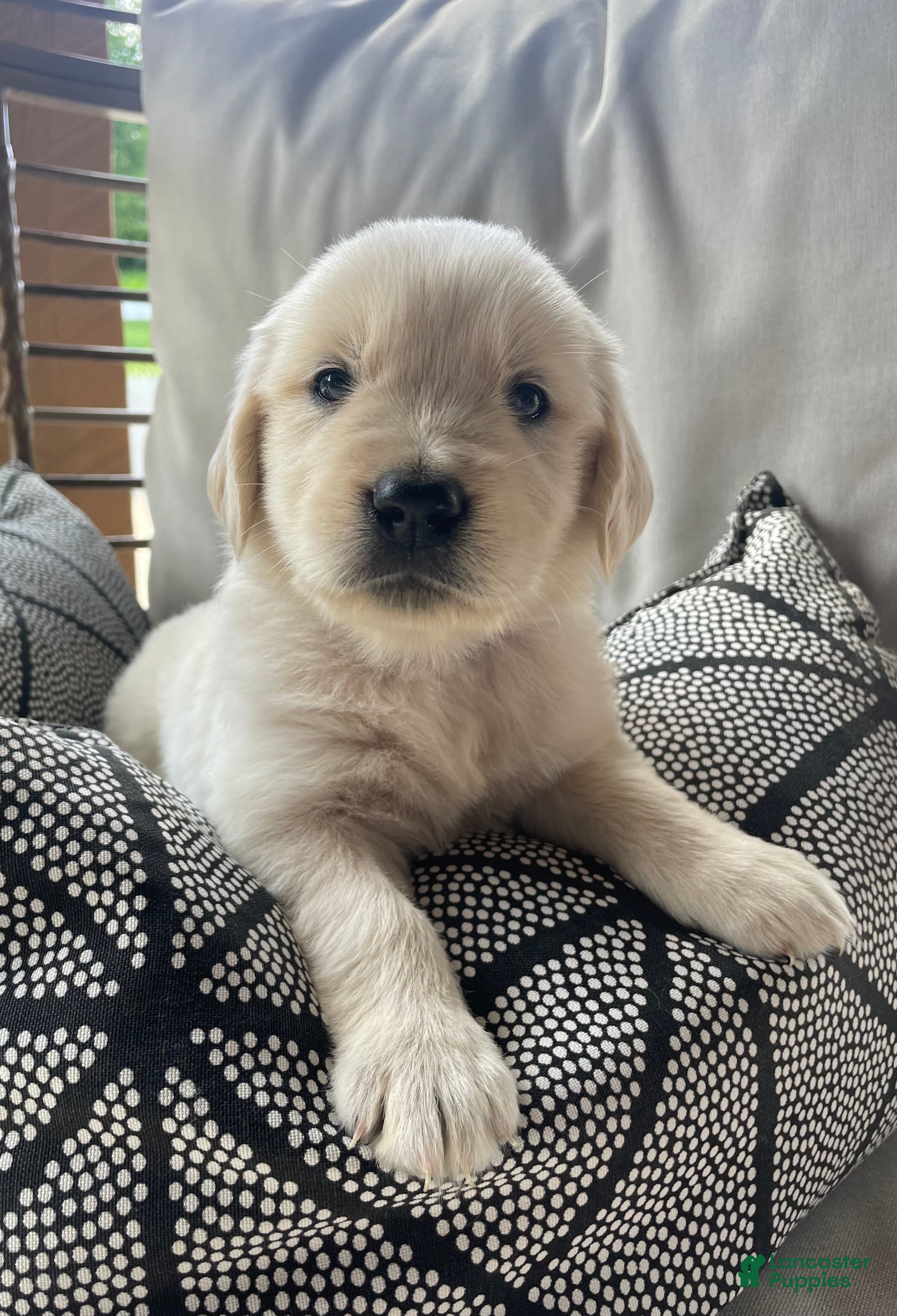 Golden Retriever dogs Iris - Ad 41