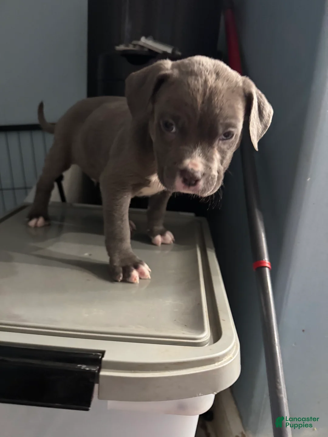 American Bully dogs for sale: American Bully Puppy 2 - Ad 1