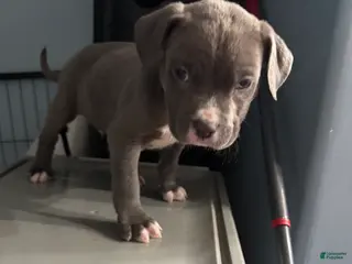 American Bully dogs American Bully Puppy 2 - Ad 31