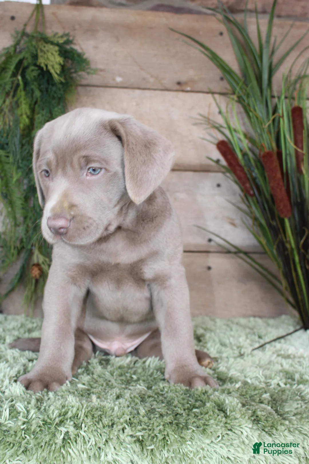 Labrador Retriever dogs for sale: Silver Seth - Ad 2