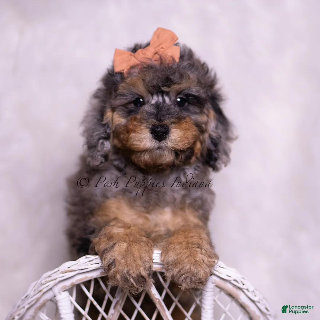 Toy Poodle dogs for sale: Verde - Ad 5