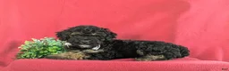 Bichpoo dogs for sale: Abram - Ad 4