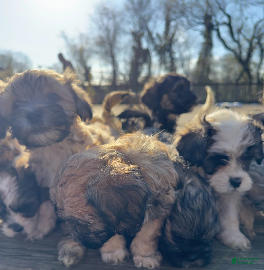 Mixed Breed dogs for sale: Teddy - Ad 3