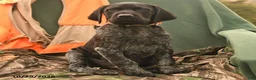 German Shorthaired Pointer dogs for sale: Storm   - Ad 5