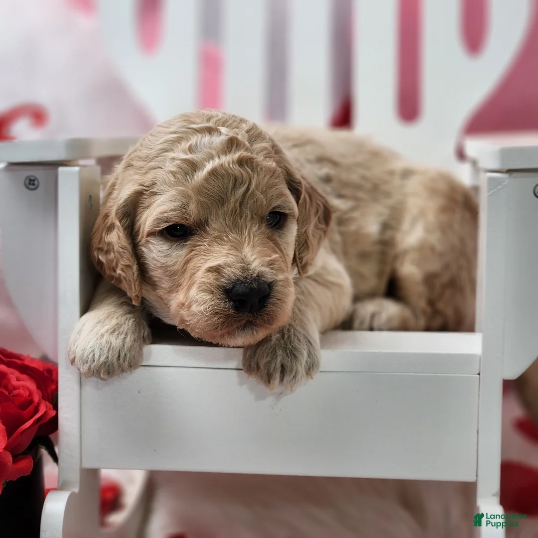 Goldendoodle dogs for sale: Bryce  - Ad 2