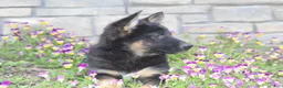 German Shepherd dogs for sale: Diva - Ad 5