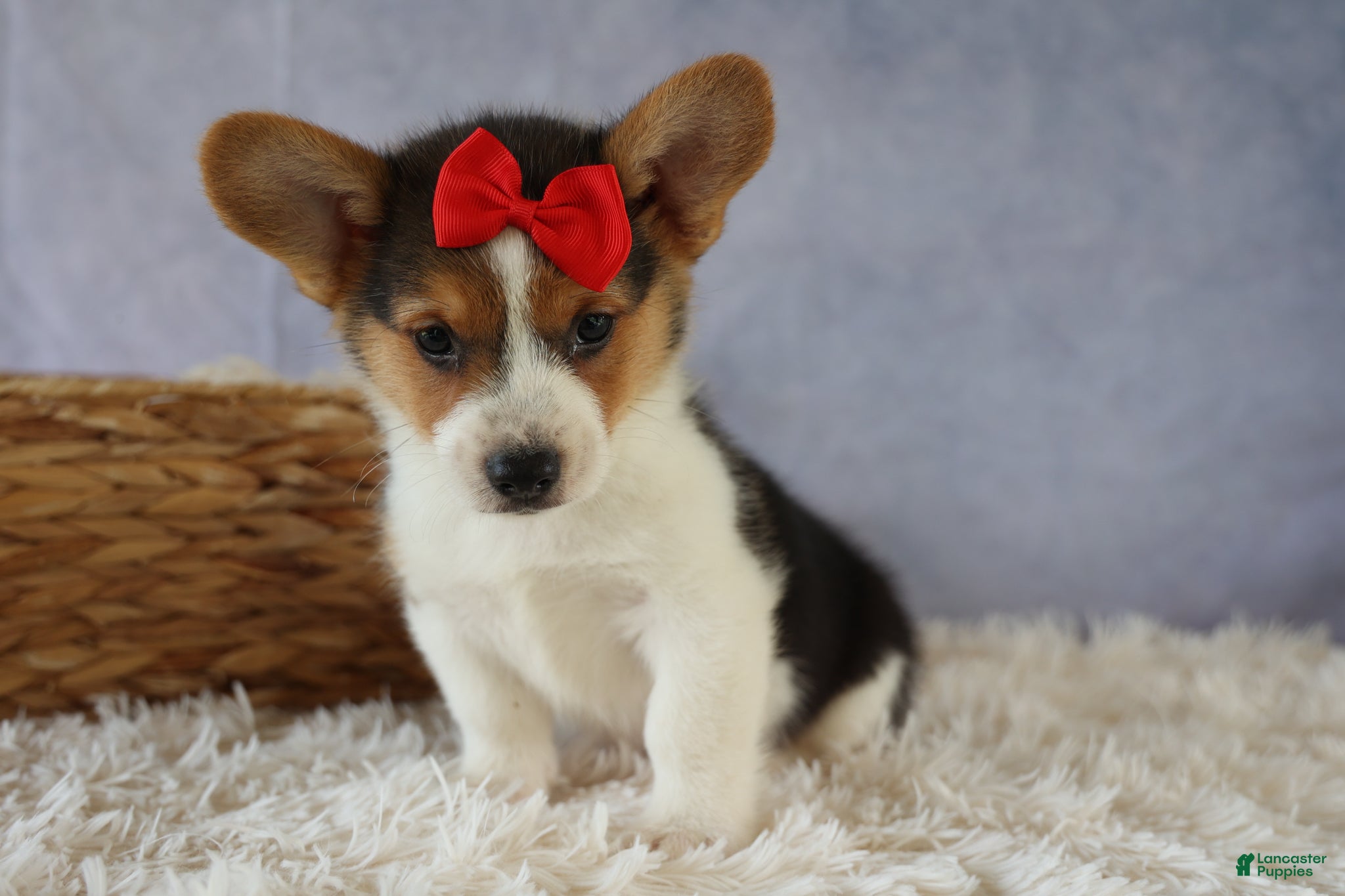 Welsh Corgi Pembroke dogs Ziggy 🩵 - Ad 1