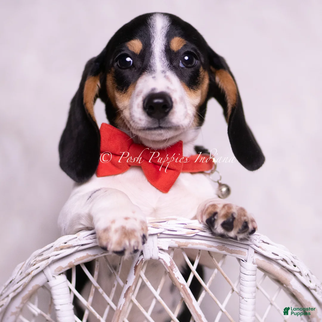 Miniature Dachshund dogs for sale: Galaxy Orion - Ad 1