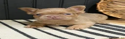French Bulldog dogs for sale: Butterscotch - Ad 12