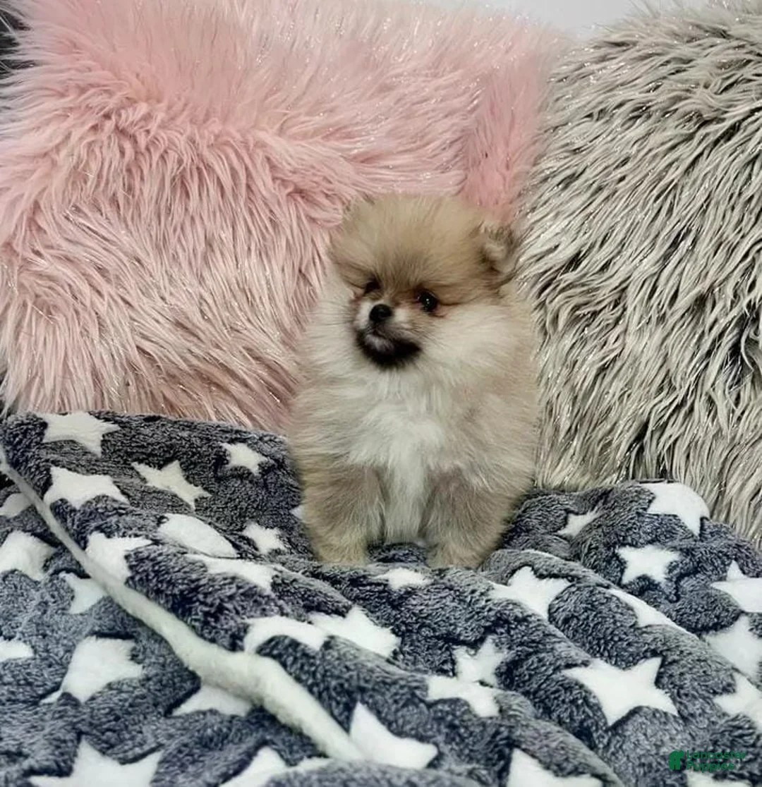 Pomeranian dogs for sale: Max - Ad 14