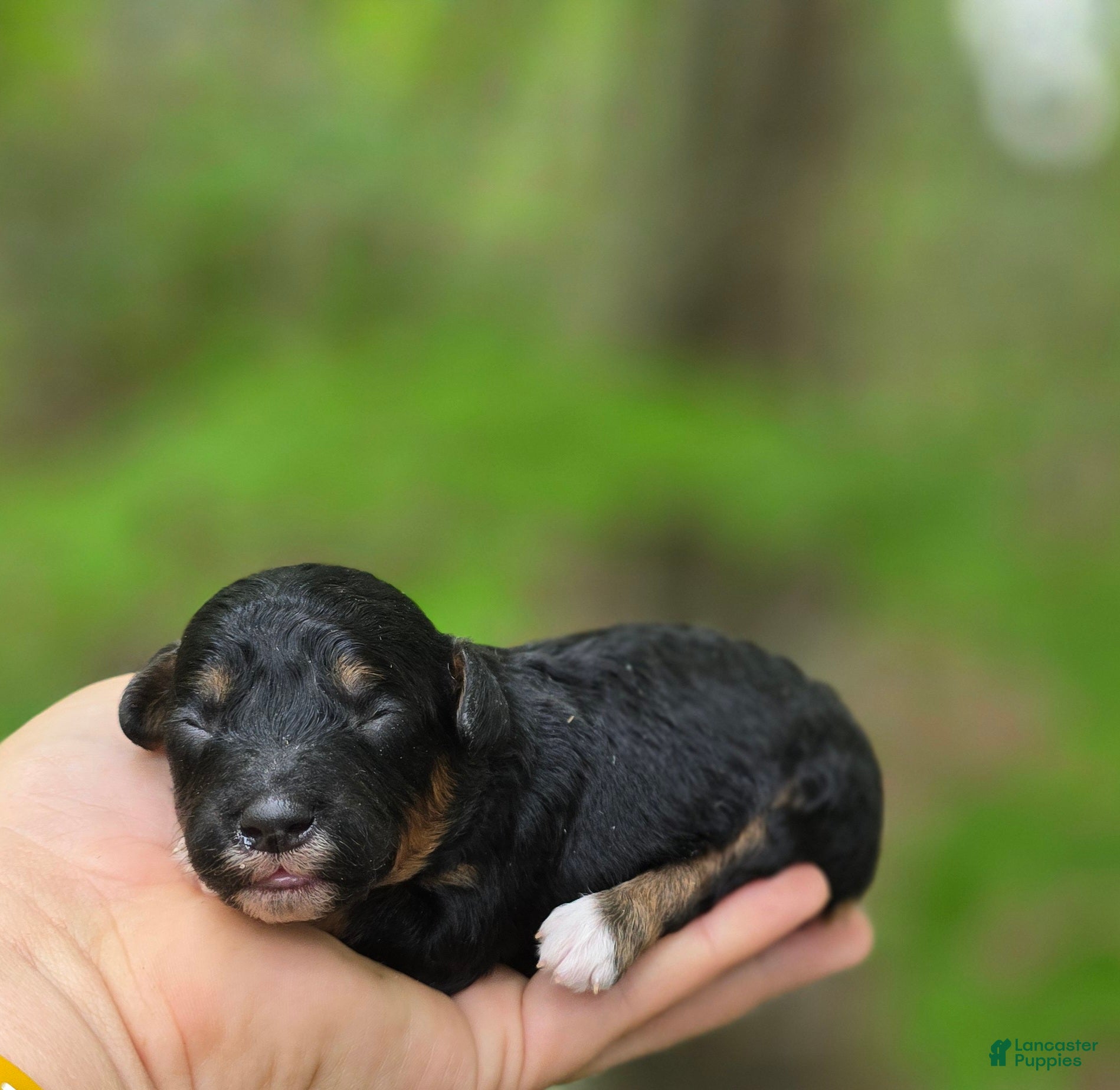 Yorkiepoo dogs Henry - Ad 14