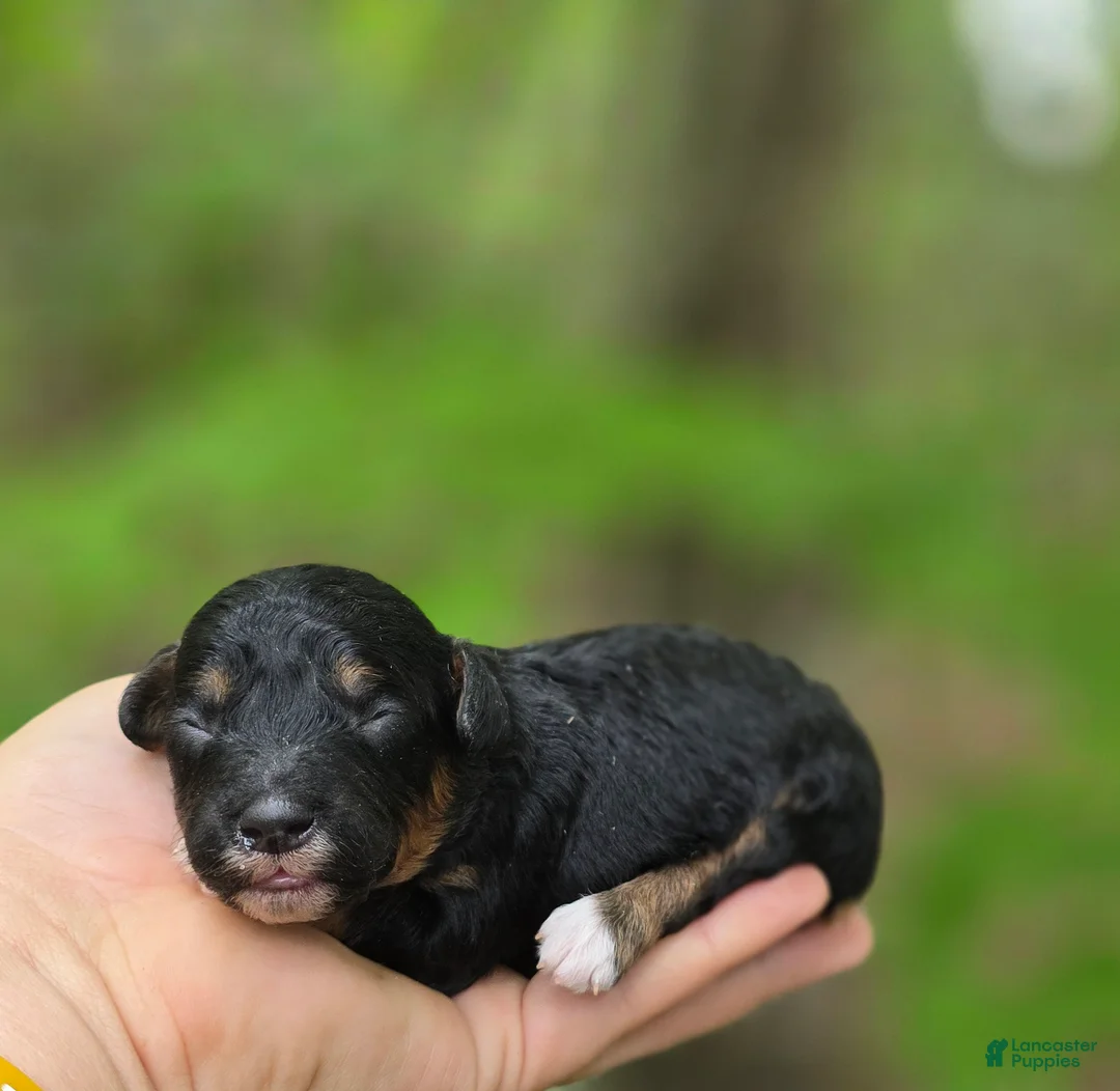 Yorkiepoo dogs for sale: Henry - Ad 1