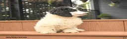 Miniature Poodle dogs for sale: Chip - Ad 3