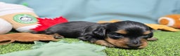 Dachshund dogs for sale: Emmie - Ad 1