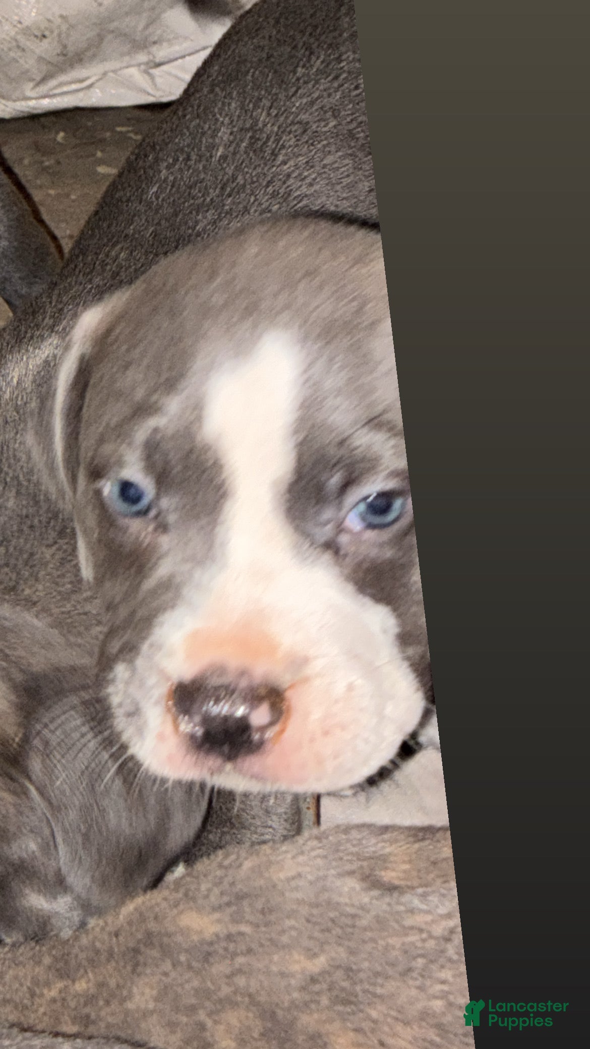 American Pit Bull Terrier dogs storm - Ad 21