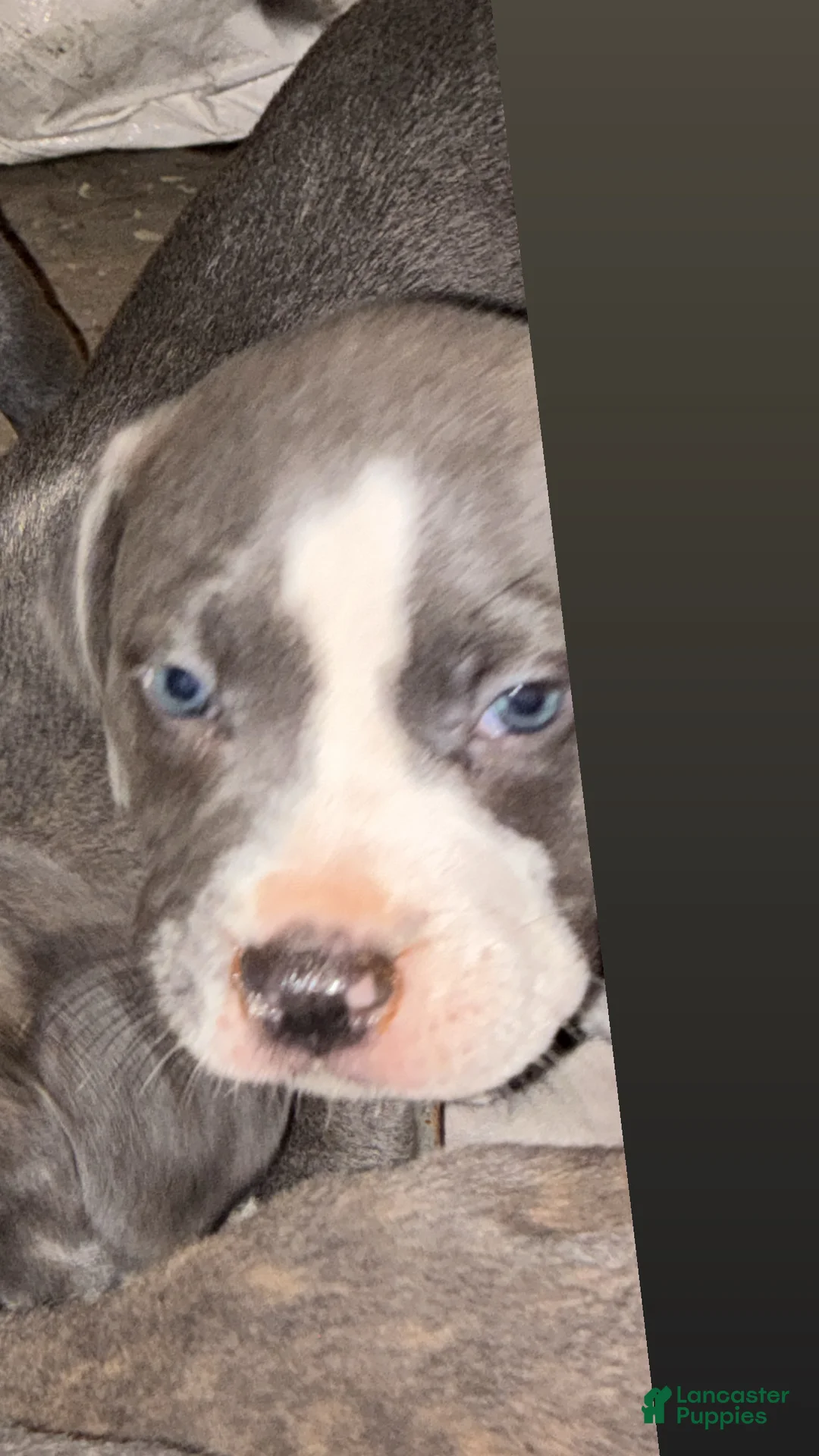 American Pit Bull Terrier dogs for sale: storm - Ad 1