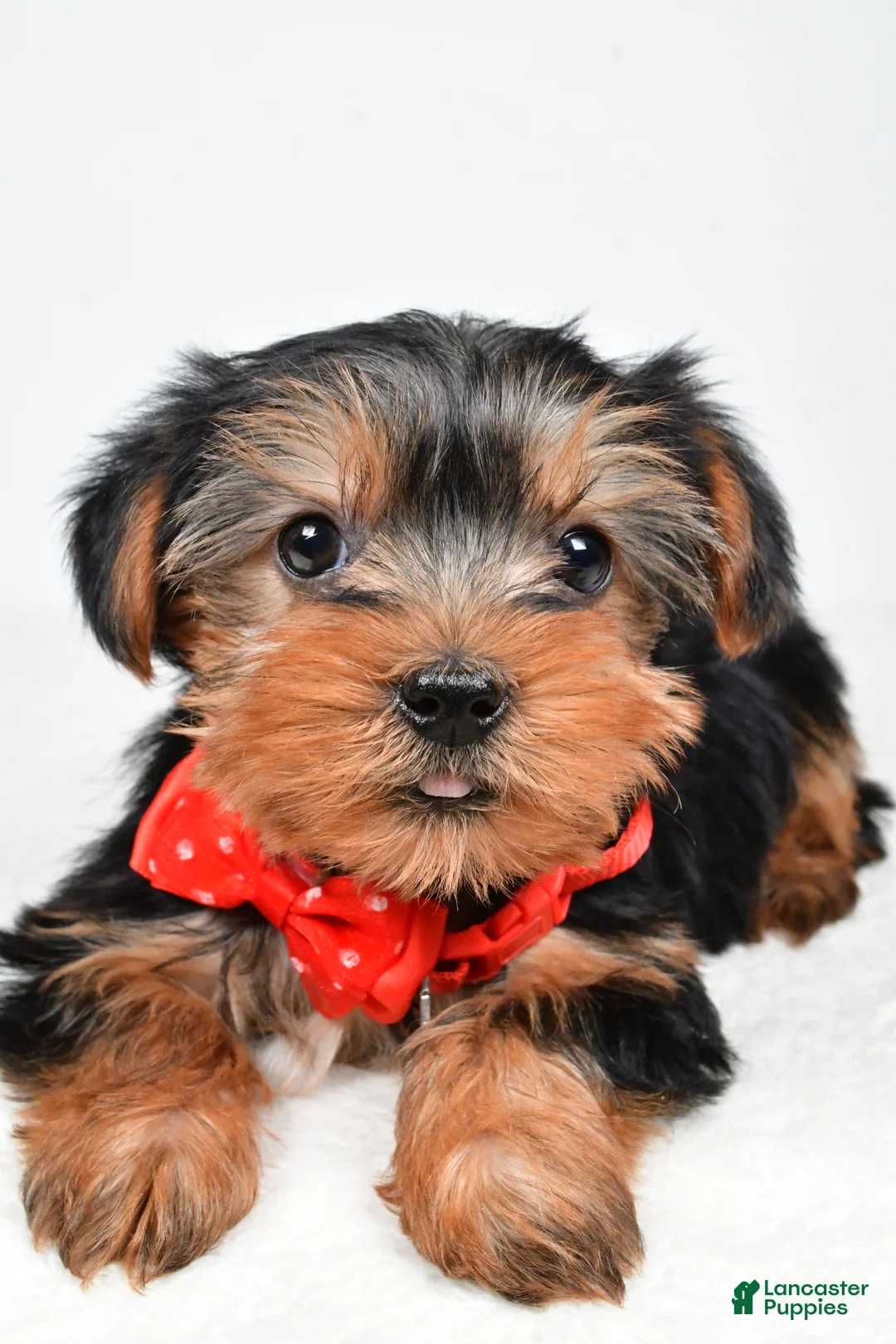 Morkie dogs for sale: Ashton - Ad 2