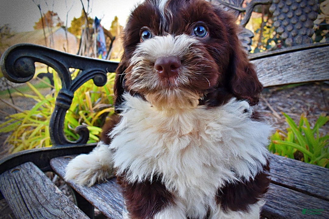 Havapoo dogs for sale: Pilot - Ad 5