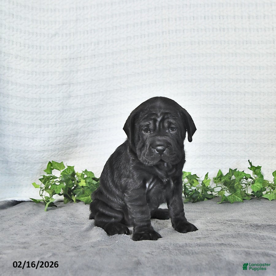 Mini Hippo dogs Lilly - Ad 1