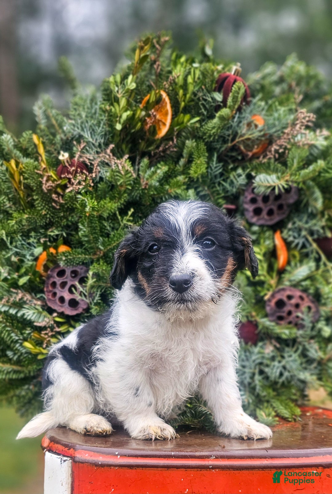 Jackapoo dogs for sale: Joseph  - Ad 2