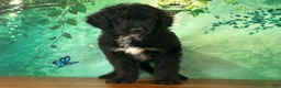 Bernedoodle dogs for sale: Clyde - Ad 3