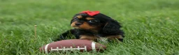 Cavalier King Charles Spaniel dogs for sale: Romeo 🐶 - Ad 3