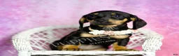 Miniature Dachshund dogs for sale: Brenda - Ad 8