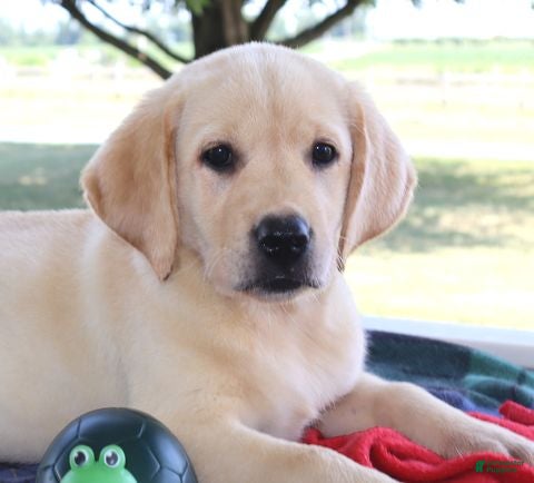 Labrador Retriever dogs Lucy - Champ lines - Ad 1