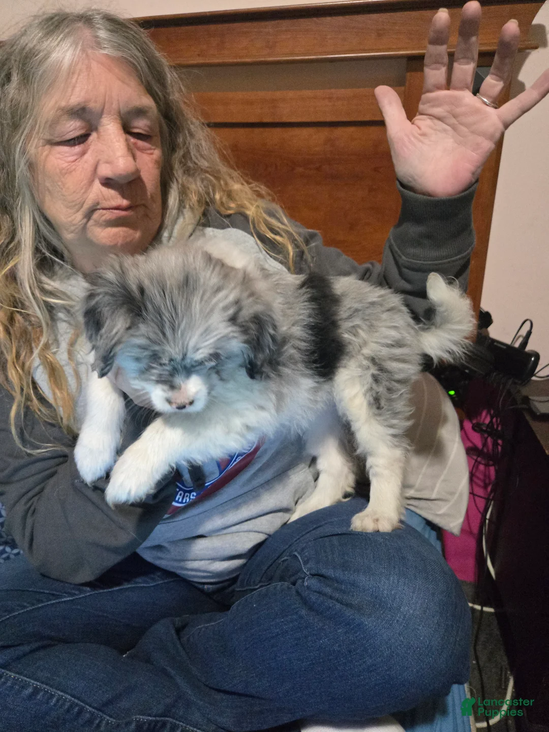 Mixed Breed dogs for sale: Mixed Breed Puppy 1 - Ad 1