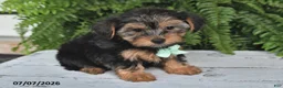 Yorkshire Terrier dogs for sale: Franklin - Ad 3