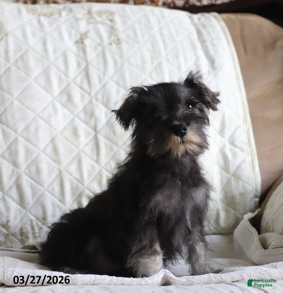 Miniature Schnauzer dogs for sale: Sarah - Ad 1