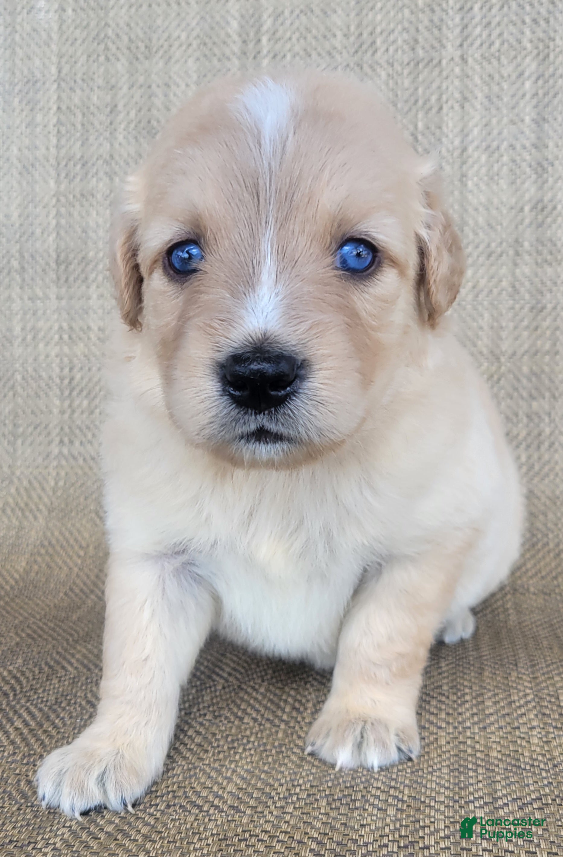 Australian Shepherd dogs Waffles - Ad 1