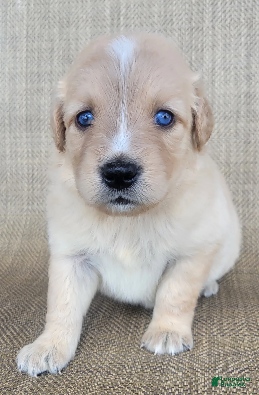 Australian Shepherd dogs for sale: Waffles - Ad 1