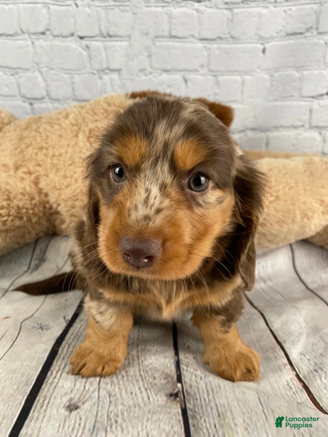 Miniature Dachshund dogs for sale: Crissy - Ad 1