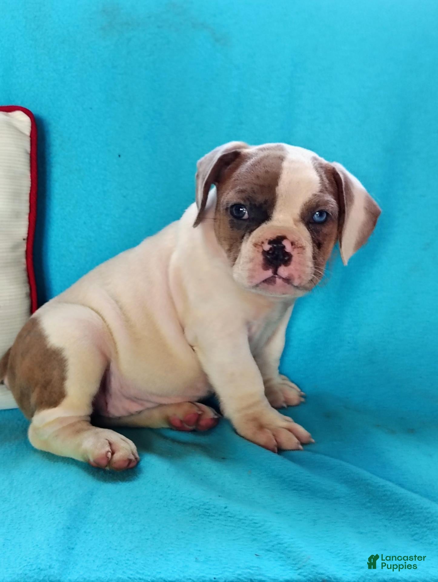 Olde English Bulldogge dogs Duke - Ad 33