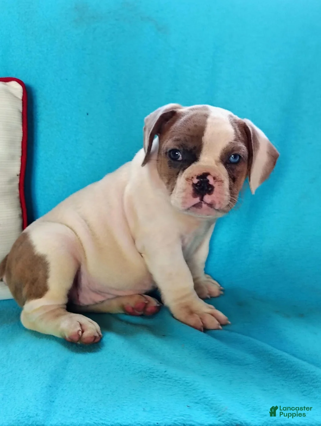 Olde English Bulldogge dogs for sale: Duke - Ad 1