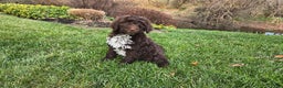 Portuguese Water Dog dogs for sale: Tori - Ad 34
