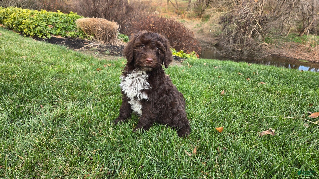 Portuguese Water Dog dogs for sale: Tori - Ad 34