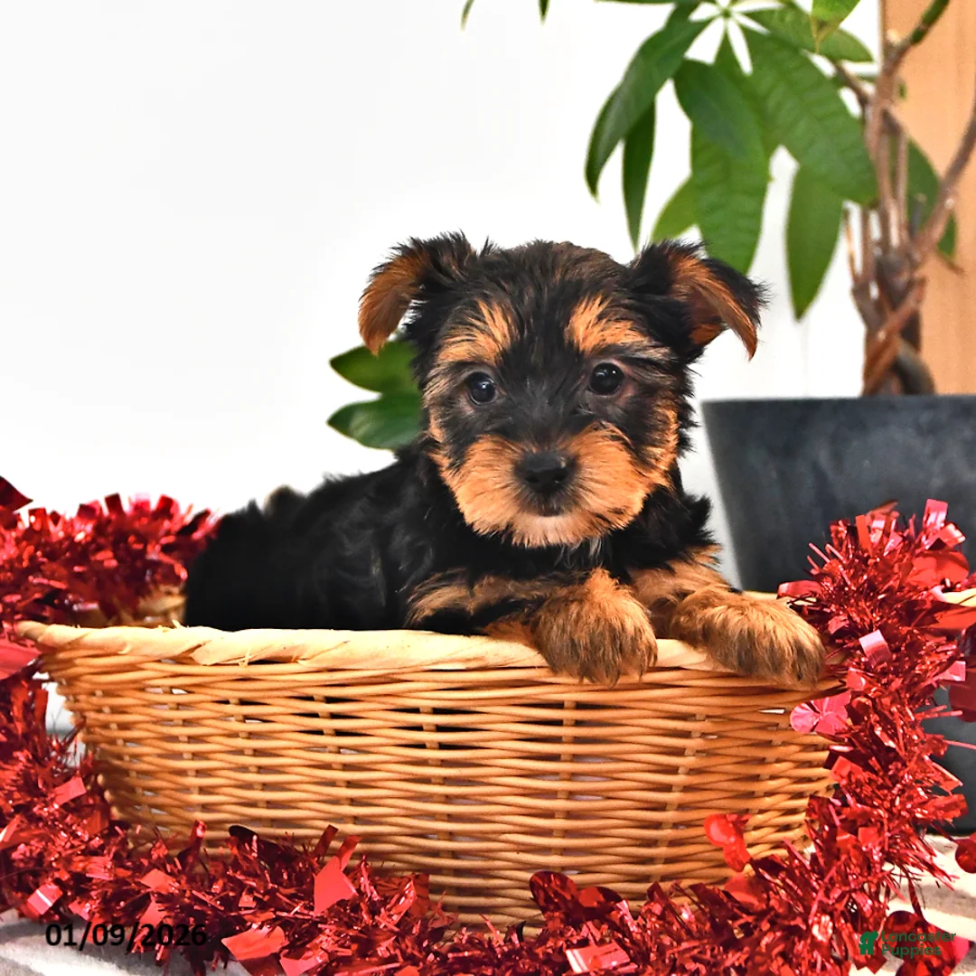 Mixed Breed dogs for sale: Cindy - Ad 1